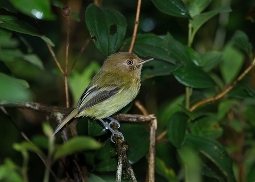 Kaempfer's Tody-Tyrant