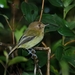 Kaempfer's Tody-Tyrant - Photo (c) Luciano Bernardes, some rights reserved (CC BY-NC), uploaded by Luciano Bernardes