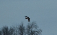 Asio flammeus flammeus