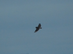 Asio flammeus flammeus