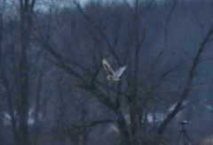 Asio flammeus flammeus