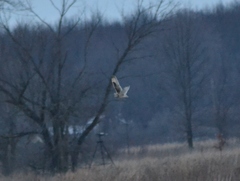 Asio flammeus flammeus