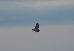 Asio flammeus flammeus