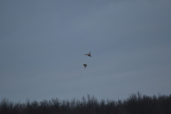 Asio flammeus flammeus