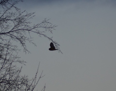 Asio flammeus flammeus