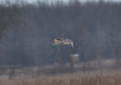 Asio flammeus flammeus