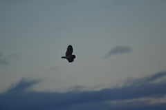 Asio flammeus flammeus