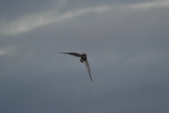 Asio flammeus flammeus