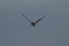 Asio flammeus flammeus