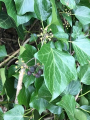 Hedera helix