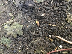 Paropeas achatinaceum