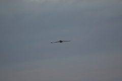 Asio flammeus flammeus