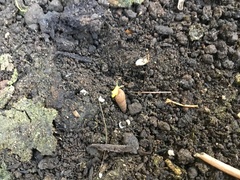 Paropeas achatinaceum