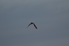 Asio flammeus flammeus