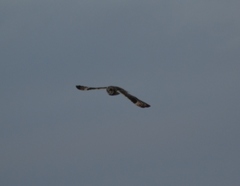 Asio flammeus flammeus