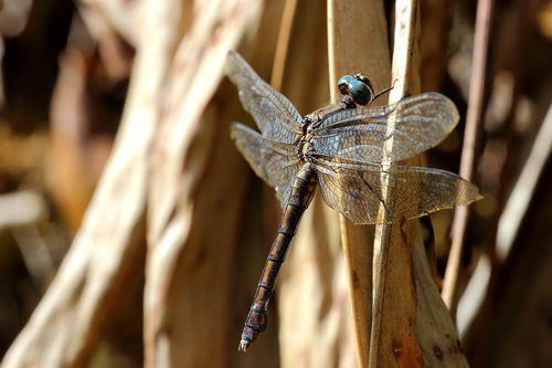 Broad Skimmer