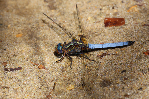 Broad Skimmer