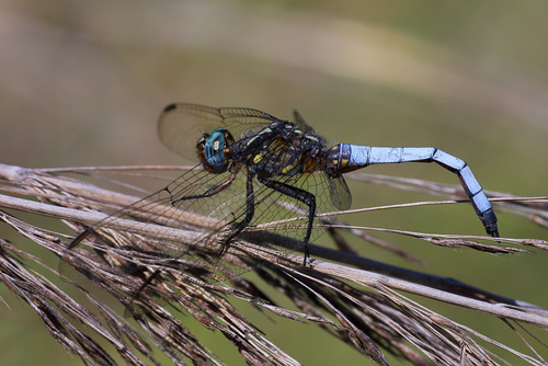 Broad Skimmer