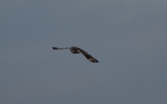 Asio flammeus flammeus