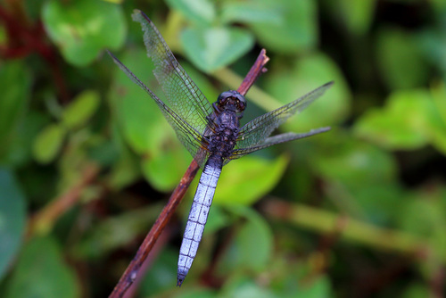 Broad Skimmer