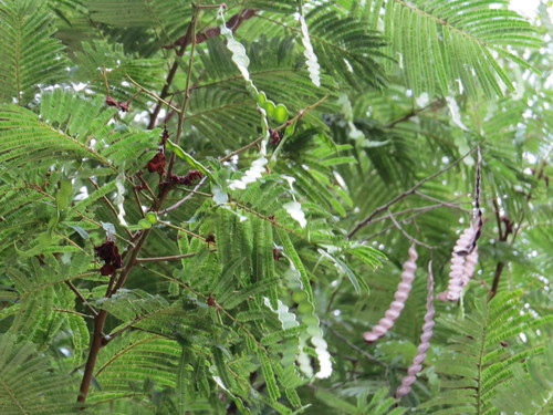Variety Anadenanthera colubrina colubrina · iNaturalist