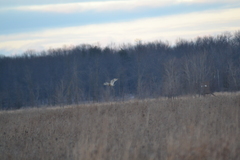 Asio flammeus flammeus