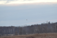 Asio flammeus flammeus