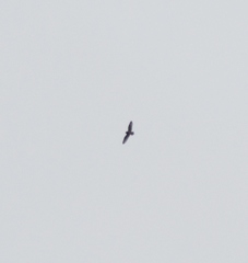 Asio flammeus flammeus