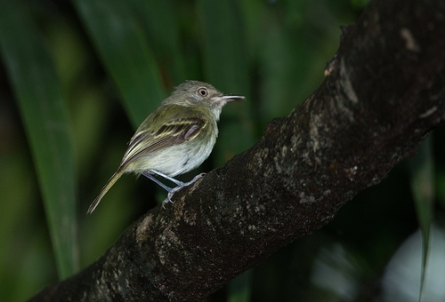 Kleintodityrann (Hemitriccus minor)