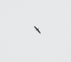 Asio flammeus flammeus