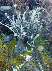 Helichrysum plebeium