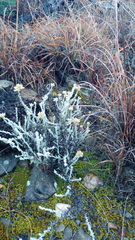 Helichrysum plebeium