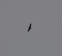 Asio flammeus flammeus