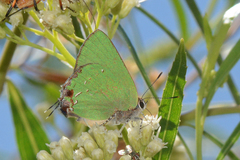 Cyanophrys miserabilis