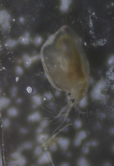 Simocephalus mixtus