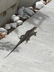 Pholidoscelis griswoldi