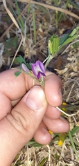 Lathyrus hirsutus