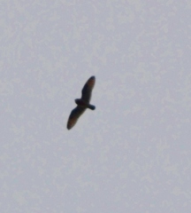 Asio flammeus flammeus