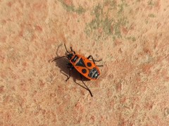 Pyrrhocoris apterus