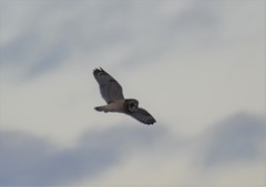 Asio flammeus flammeus