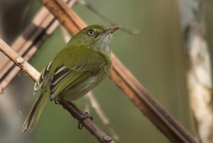 Hemitriccus nidipendulus