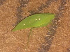 Phylloptera