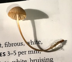 Mycena madronicola