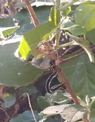 Acronyctodes cautama