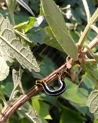 Acronyctodes cautama