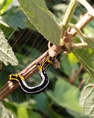 Acronyctodes cautama