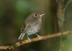 Hemitriccus obsoletus