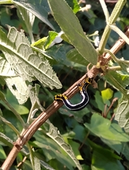 Acronyctodes cautama