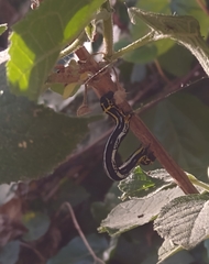 Acronyctodes cautama