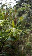Epidendrum steyermarkii
